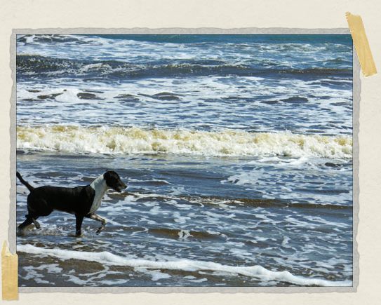 ...But we did have an escort! He gladly showed us around the beach and even swam with us for a bit. '...But we did have an escort! He gladly showed us around the beach and even swam with us for a bit.