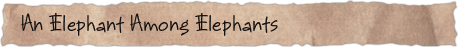 An Elephant Among Elephants