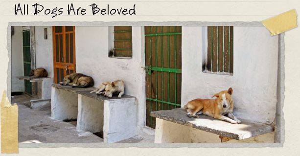 All Dogs Are Beloved All Dogs Are Beloved