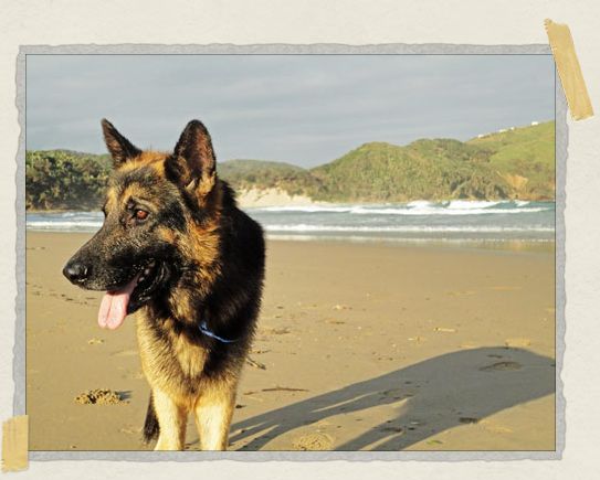 This gorgeous German Shepard had two brothers and all three of them LOVED to chase sticks on the beach 'This gorgeous German Shepard had two brothers and all three of them LOVED to chase sticks on the beach