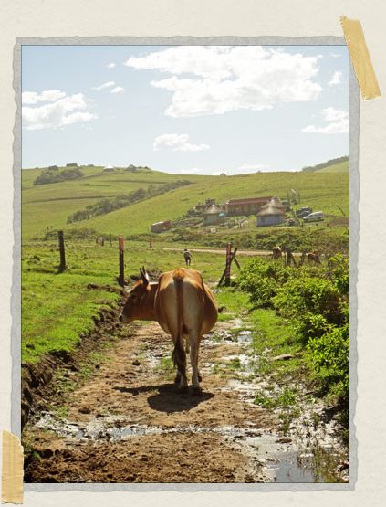 The Transkei had stunning scenery. And cow bottoms. 'The Transkei had stunning scenery. And cow bottoms.