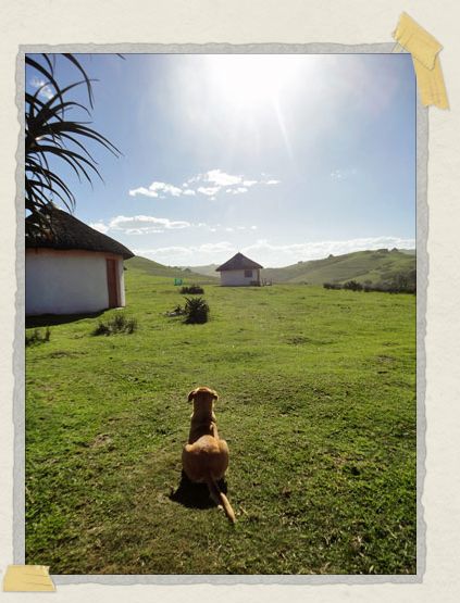 Our lodge's watchdog, Kilo, surveys her domain 'Our lodge's watchdog, Kilo, surveys her domain