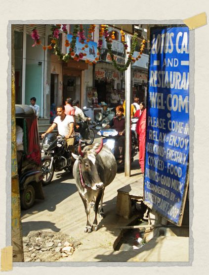 Just another day in India traffic: cows, motos, auto rickshaws, vendors, and pedestrians all seamlessly share the road 'Just another day in India traffic: cows, motos, auto rickshaws, vendors, and pedestrians all seamlessly share the road