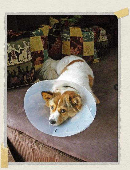 Looking quite pitiful as 'moon dog' wearing his little cone while recovering from a scratch on his paw 'Looking quite pitiful as 'moon dog' wearing his little cone while recovering from a scratch on his paw