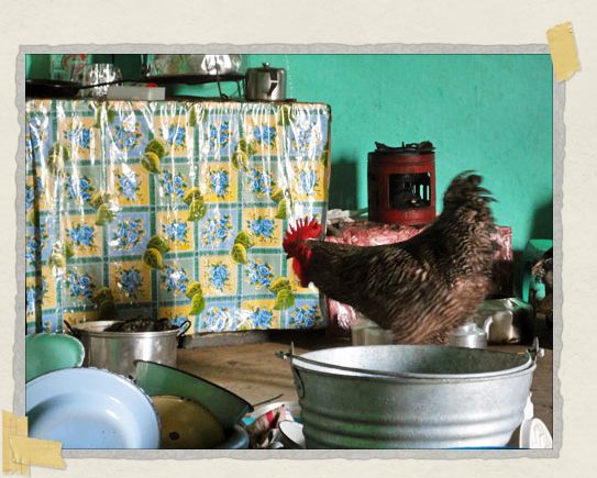 Just your run of the mill rooster doing the dishes photograph 'Just your run of the mill rooster doing the dishes photograph