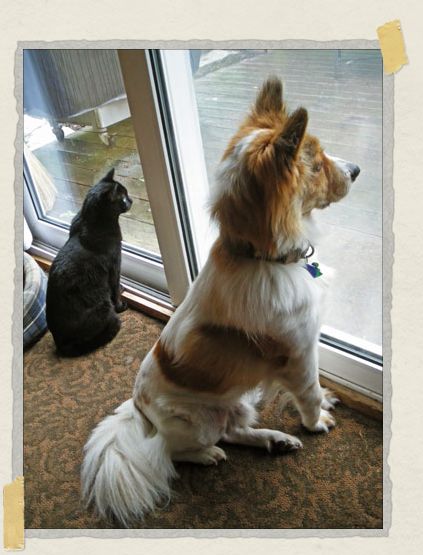 At home in Cape Cod with his kitty sister China, watching some squirrels together 'At home in Cape Cod with his kitty sister China, watching some squirrels together