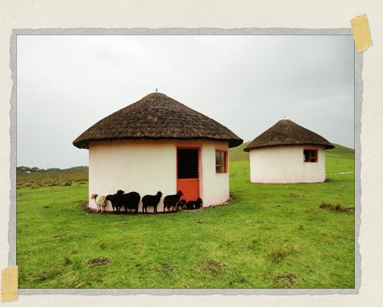 The local herds regularly used the awnings from the rondovals as rain protection. Our rondoval is the one furthest from the camera. 'The local herds regularly used the awnings from the rondovals as rain protection. Our rondoval is the one furthest from the camera.