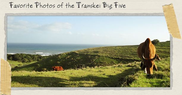 Favorite Photos of the Transkei Big Five Favorite Photos of the Transkei Big Five