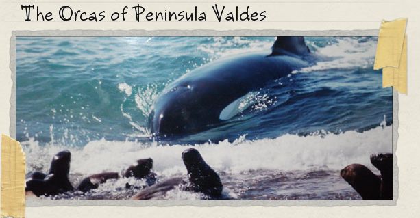The Orcas of Peninsula Valdes The Orcas of Peninsula Valdes