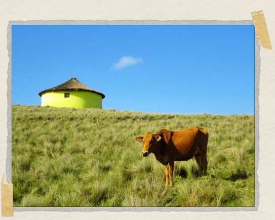 A happy little cow poses with a traditional Xhosa house called a rondoval 'A happy little cow poses with a traditional Xhosa house called a rondoval