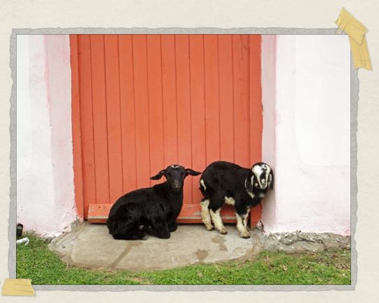 ...although little baby goats are pretty darn cute too! '...although little baby goats are pretty darn cute too!