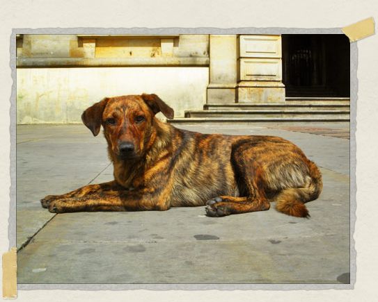 This was one of the colorful little pups we saw successfully begging for food from locals and tourists in Plaza de Bolivar 'This was one of the colorful little pups we saw successfully begging for food from locals and tourists in Plaza de Bolivar