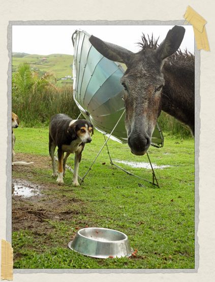 This rather cheeky donkey helped himself to the dog's dinner! 'This rather cheeky donkey helped himself to the dog's dinner!