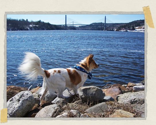 For a doggy who was born in the jungle, he really loved the sea... 'For a doggy who was born in the jungle, he really loved the sea...