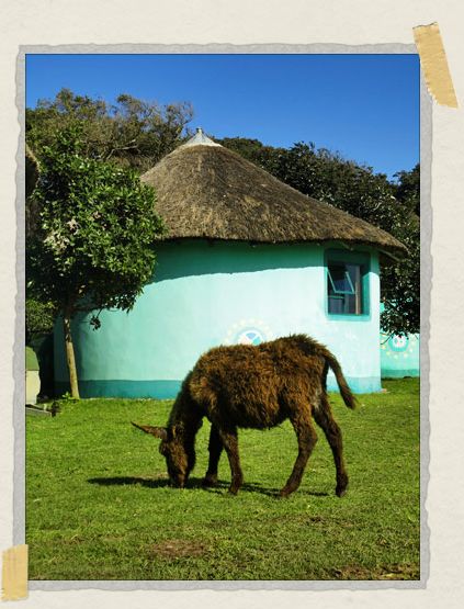 Few things are cuter than fuzzy baby donkeys... 'Few things are cuter than fuzzy baby donkeys...