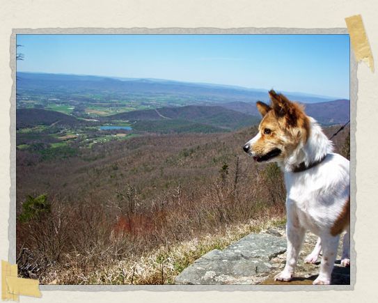 Exploring the Shenandoah Mountains with mommy and daddy 'Exploring the Shenandoah Mountains with mommy and daddy
