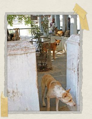 'How many pooches can you count in this picture? These doggies liked to hang out at the local temple.