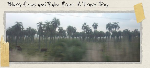 Blurry Cows and Palm Trees: A Travel Day Blurry Cows and Palm Trees: A Travel Day