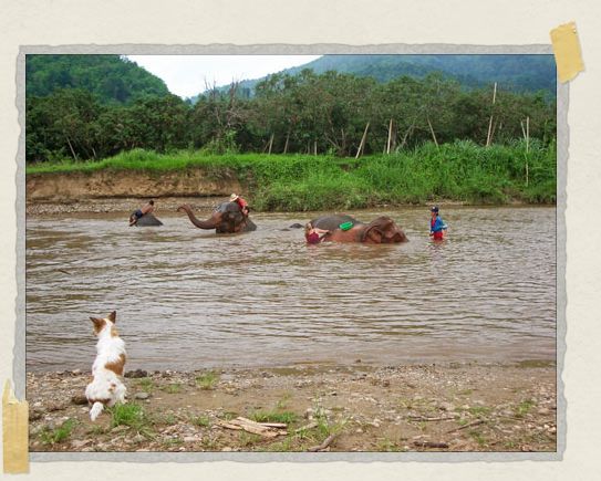 Belly watches over Jessica (you can see her next to the green bucket in the middle of the photo) giving the eles a bath in the Mae Taeng River near the Park 'Belly watches over Jessica (you can see her next to the green bucket in the middle of the photo) giving the eles a bath in the Mae Taeng River near the Park