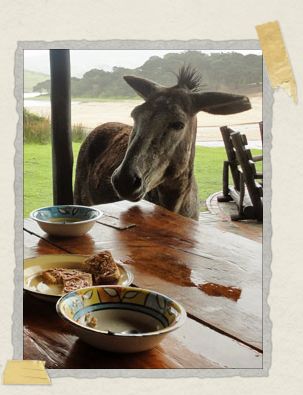 'A rain-moistened donkey joins us for breakfast