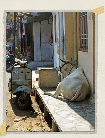 Sleeping cow, sleeping moto 'Sleeping cow, sleeping moto