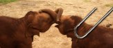 Fourteen of our Favorite Elephant Photos