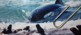 The Orcas of Peninsula Valdes