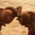 Fourteen of our Favorite Elephant Photos Fourteen of our Favorite Elephant Photos