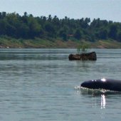 San San, the Mekong River Dolphin