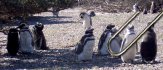 Five Days in Puerto Madryn