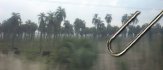 Blurry Cows and Palm Trees: A Travel Day