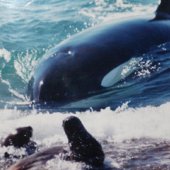 The Orcas of Peninsula Valdes