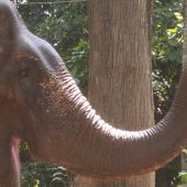 A Day on Elephant Island