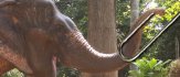 A Day on Elephant Island