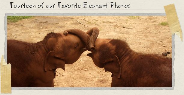 Fourteen of our Favorite Elephant Photos Fourteen of our Favorite Elephant Photos