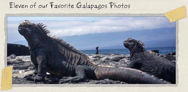 Eleven of our Favorite Galapagos Photos Eleven of our Favorite Galapagos Photos